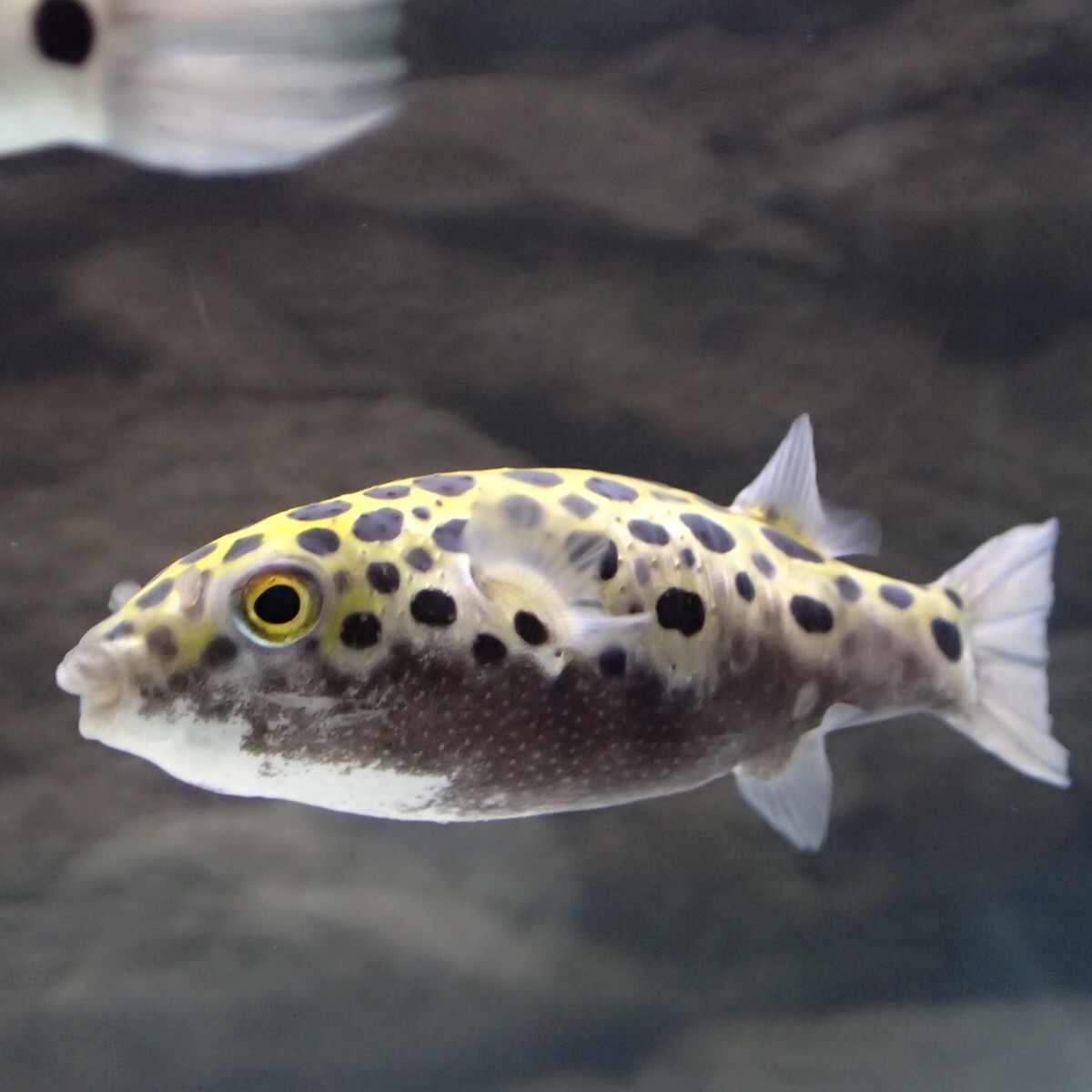 f:id:fugu-ya:20181126160203j:image