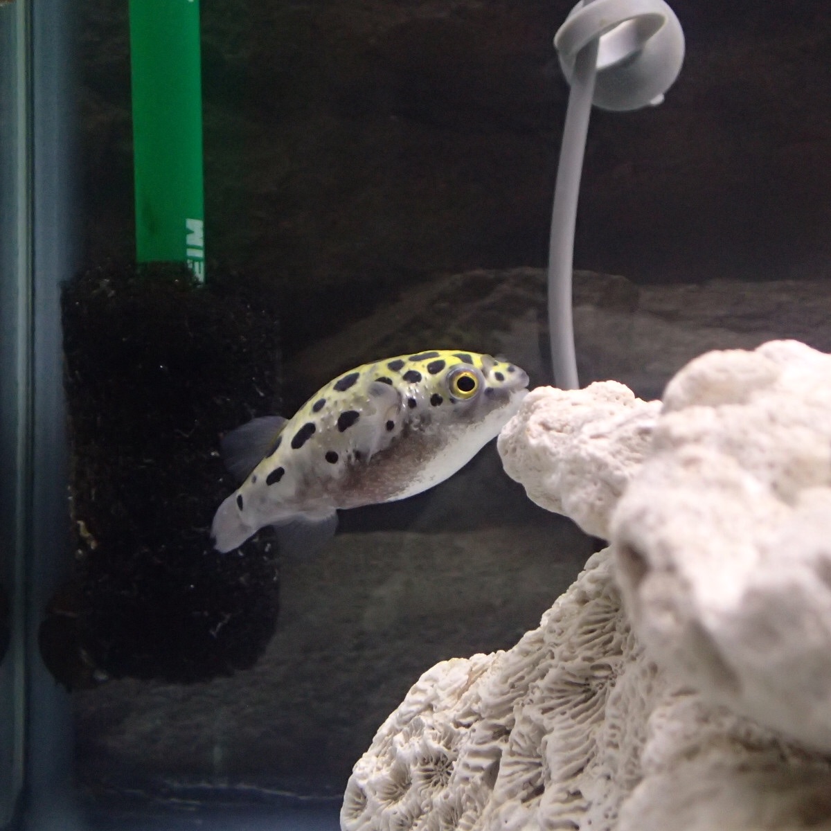 f:id:fugu-ya:20181126160207j:image