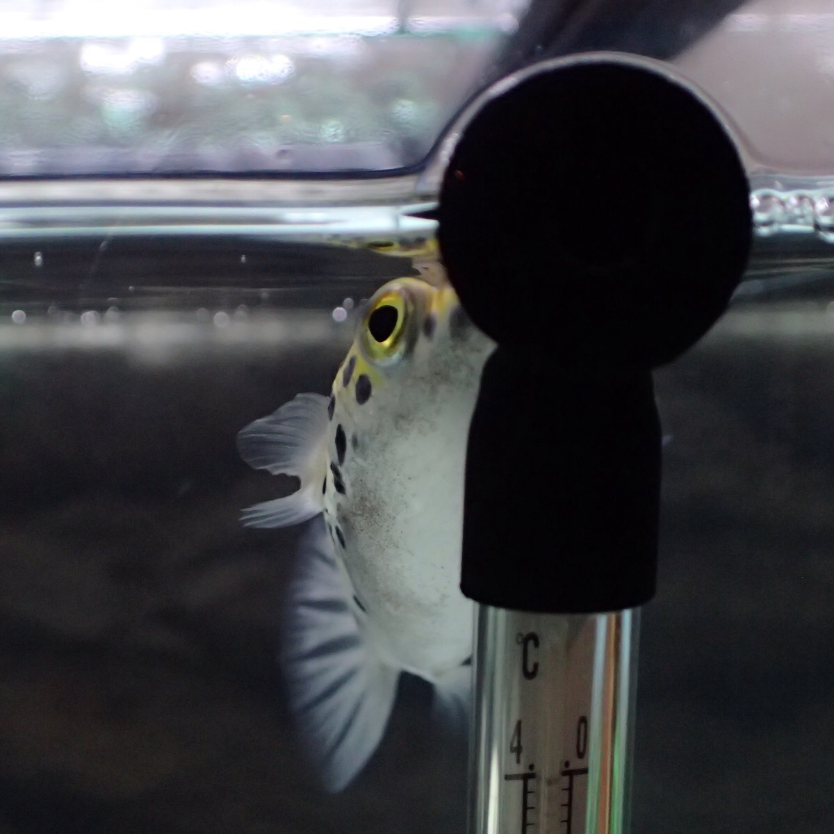 f:id:fugu-ya:20181126160211j:image