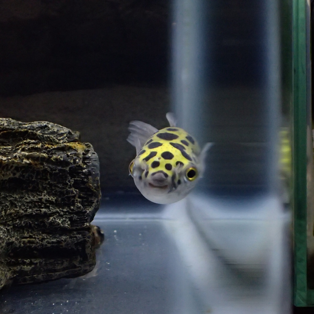 f:id:fugu-ya:20181126160219j:image