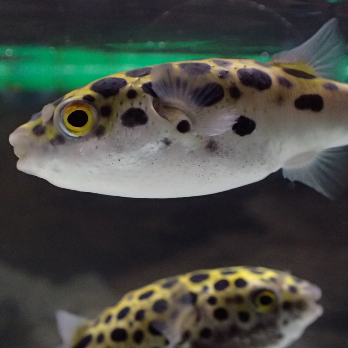 f:id:fugu-ya:20181126160223j:image