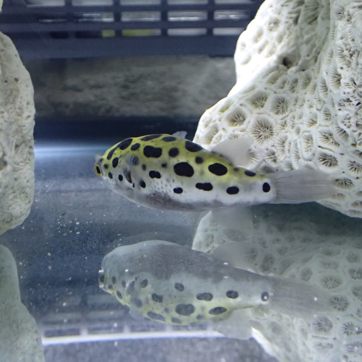 逃げるミドリフグの後ろ姿