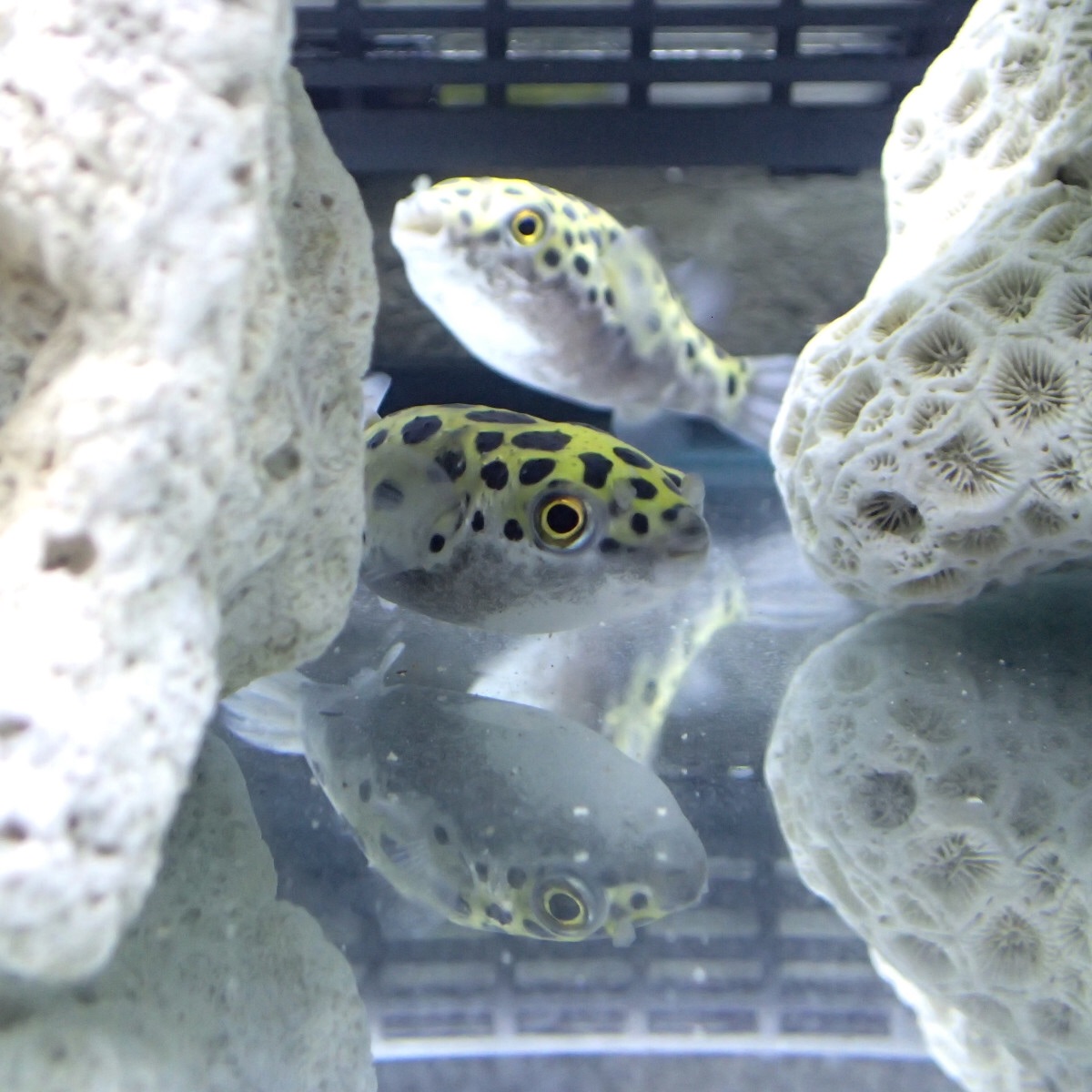 岩陰からこちらを見つめるミドリフグ