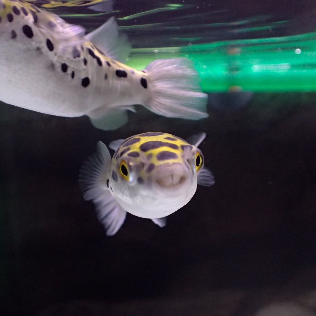 f:id:fugu-ya:20190208230432j:image