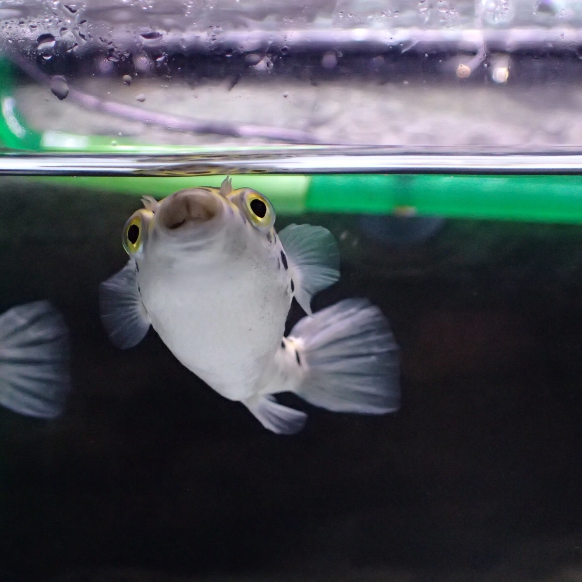 f:id:fugu-ya:20190208230438j:image