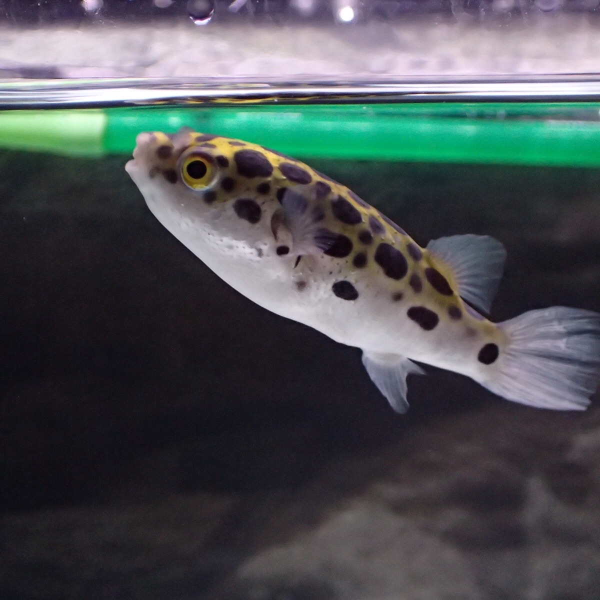f:id:fugu-ya:20190208231609j:image