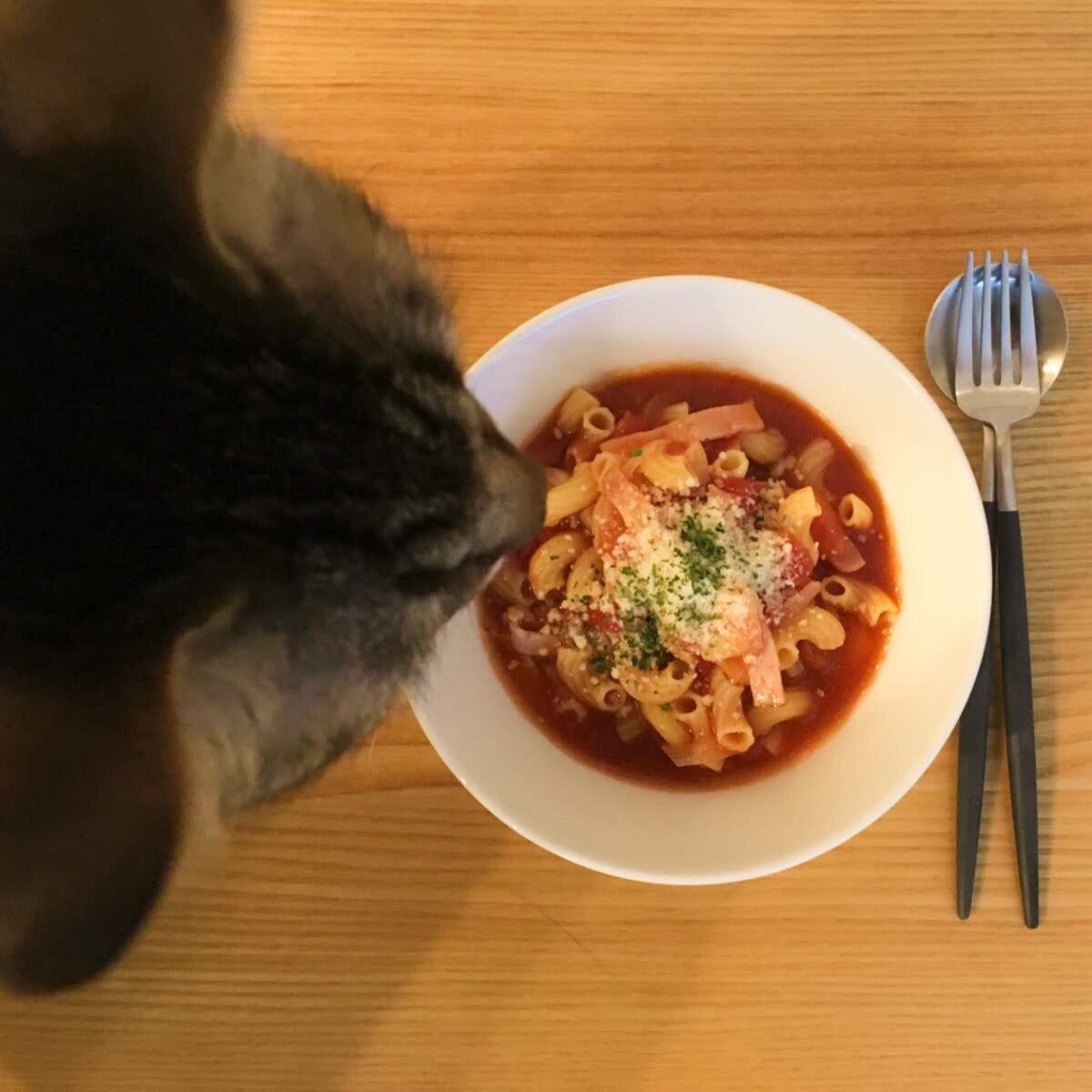 パスタにかかった粉チーズが気になり覗き込む猫