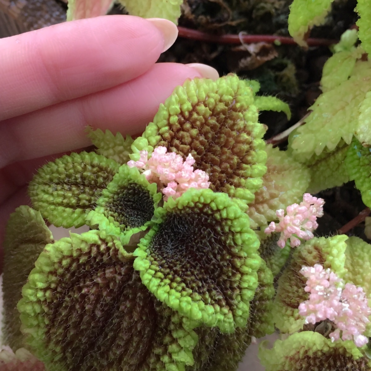ピレア・ムーンバレーは、ピンク色の小さな花を沢山咲かせます