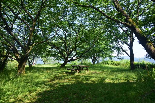 木々が覆う高台の公園