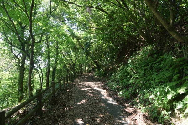 緑に覆われた本丸近くの遊歩道