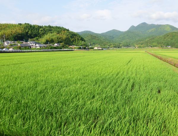 水田と山城跡、遠くに金峰山