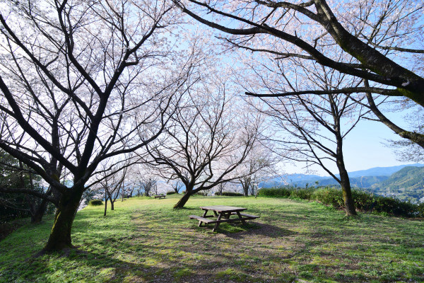 桜の木の下の広場