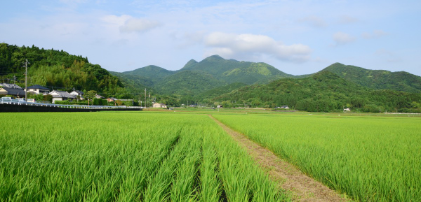 水田と金峰山