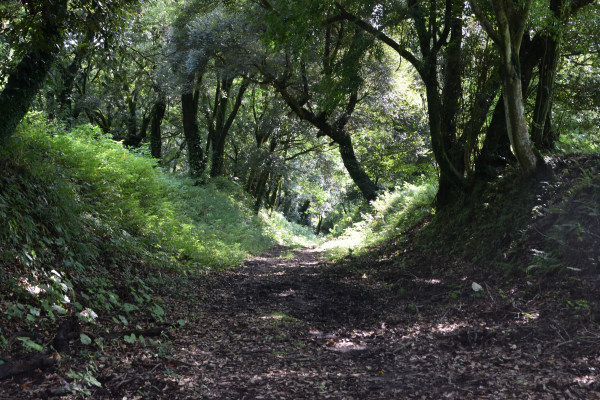 人工的に掘り込んだ山道