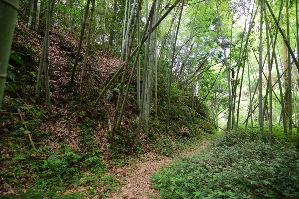 こんもりと盛り上がる曲輪跡に竹が茂る