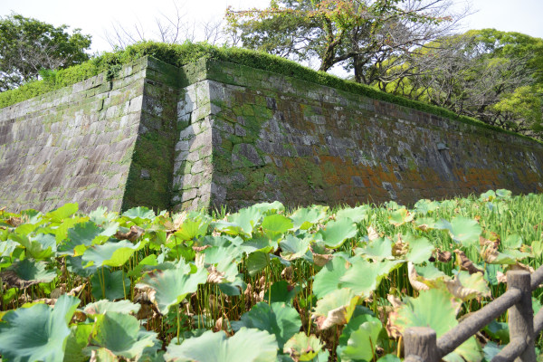 城の石垣の角のあたり、堀にはハス