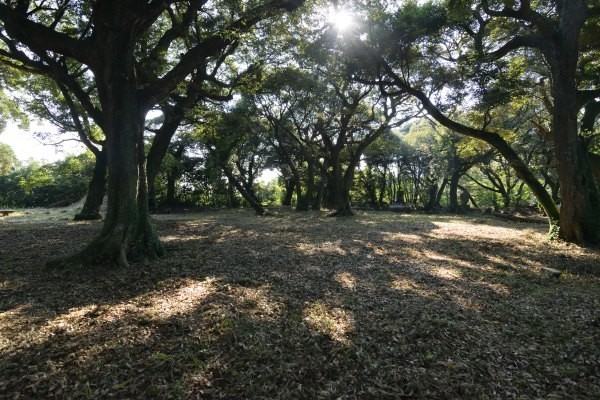 広い曲輪跡、頭上には木の枝葉が覆う、遠くに石碑も見える