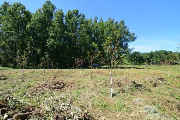 曲輪跡、桜の苗木も植樹