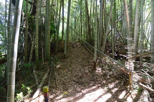 竹林の中に続く遊歩道