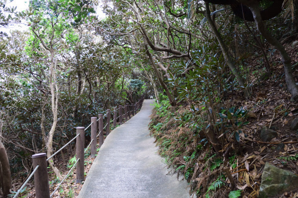 熱帯植物に覆われた遊歩道