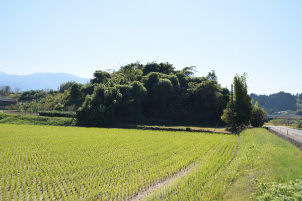 田んぼの中の山城