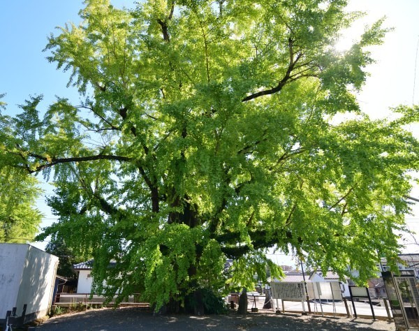 銀杏の巨木