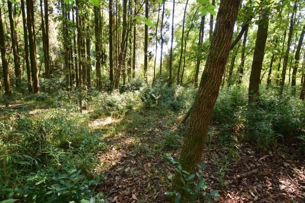 山中の土塁の痕跡