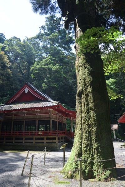 大木がそそり立つ