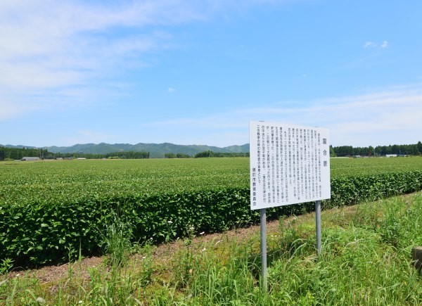 茶畑と大きな空