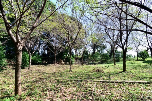 広場に桜の木が植えてある