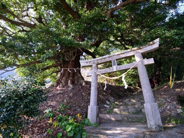 鳥居と御神木