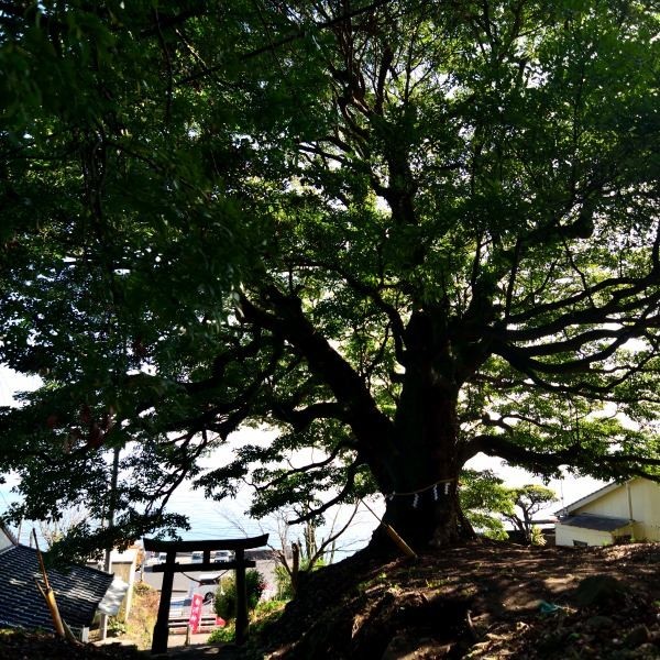 白濱神社の境内