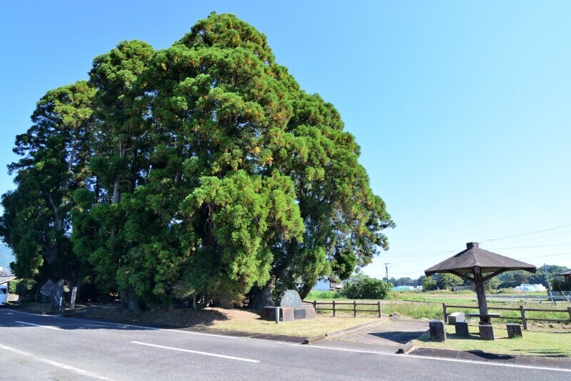 田園風景に叢林がある