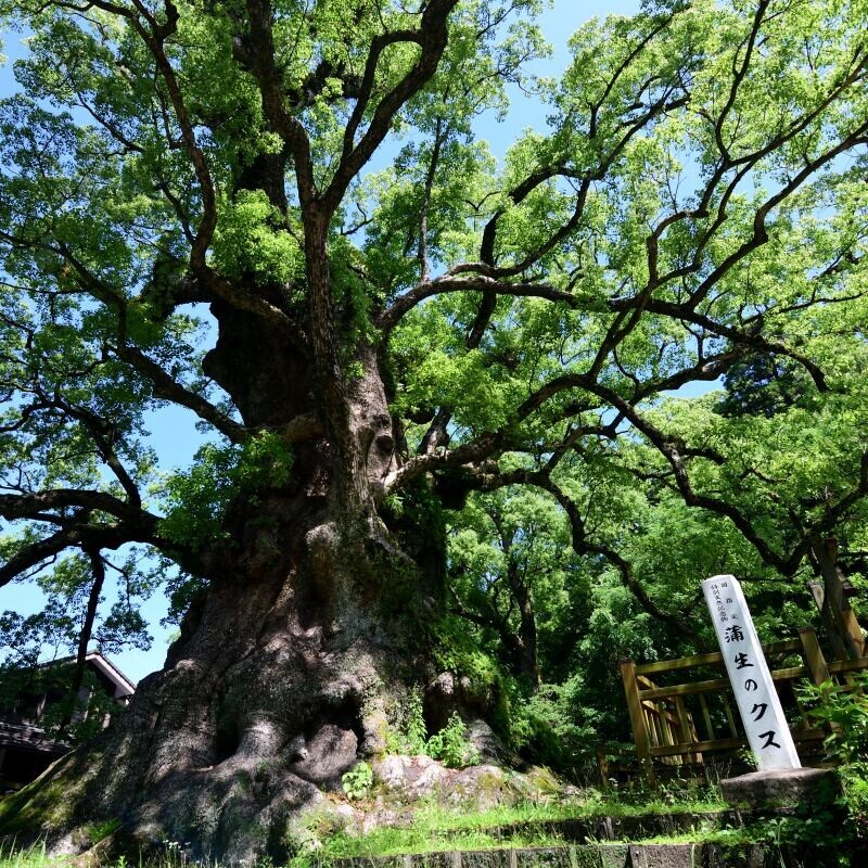 日本の神々 1 九州 新装: 神社と聖地 | 谷川 健一 |本 | 通販