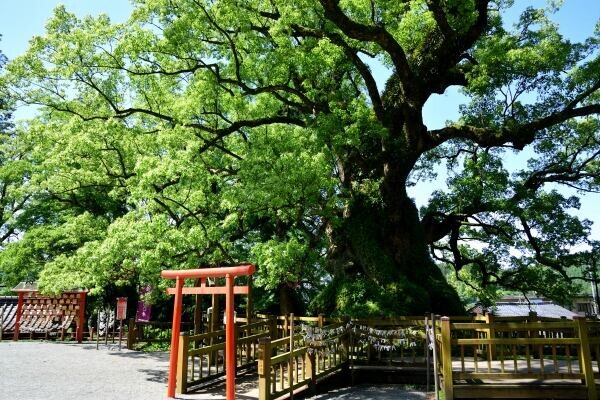 大楠を見学できる