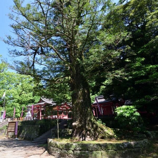 神社の大木