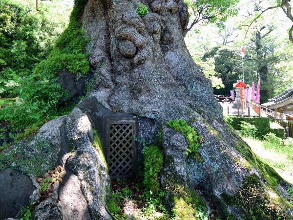 大楠の根元