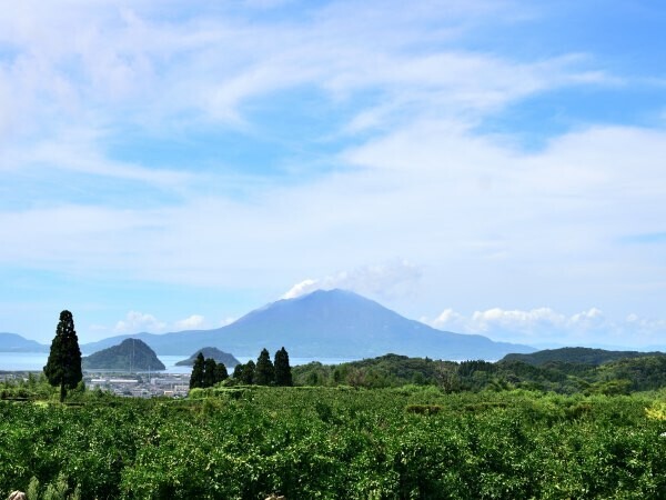 果樹園と桜島