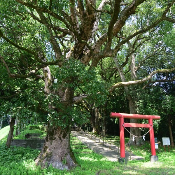 巨木と鳥居