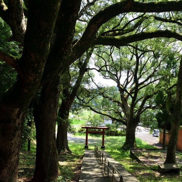 神社の参道