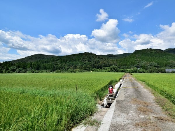 田んぼの横に小さめの田の神