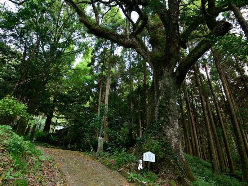 境内の御神木