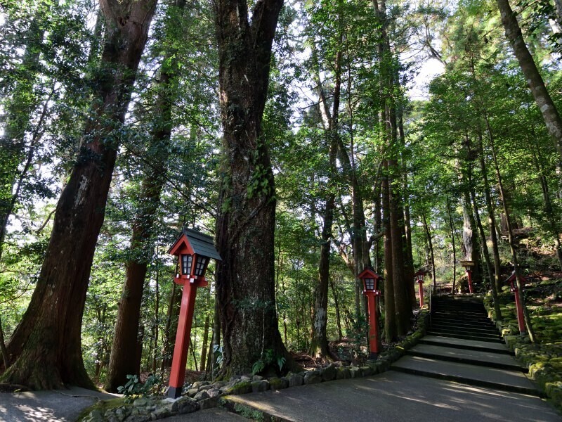 木立の中を登る