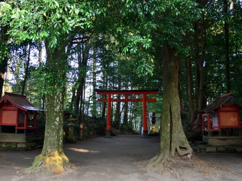 鳥居と木が二本