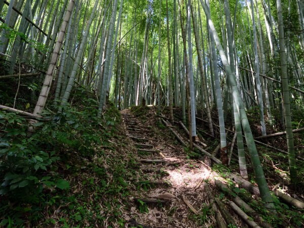 山城跡の道