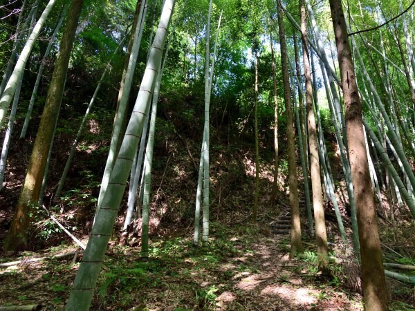 曲輪跡