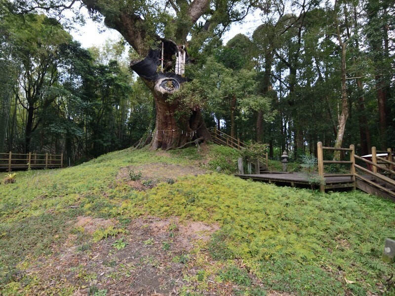 大楠