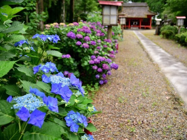 諏訪神社の参道