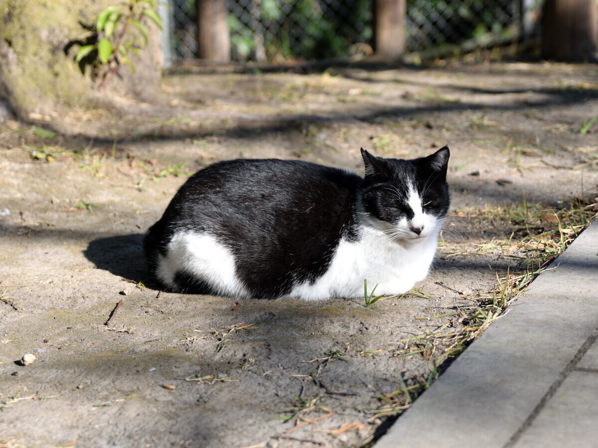 黒と白の猫