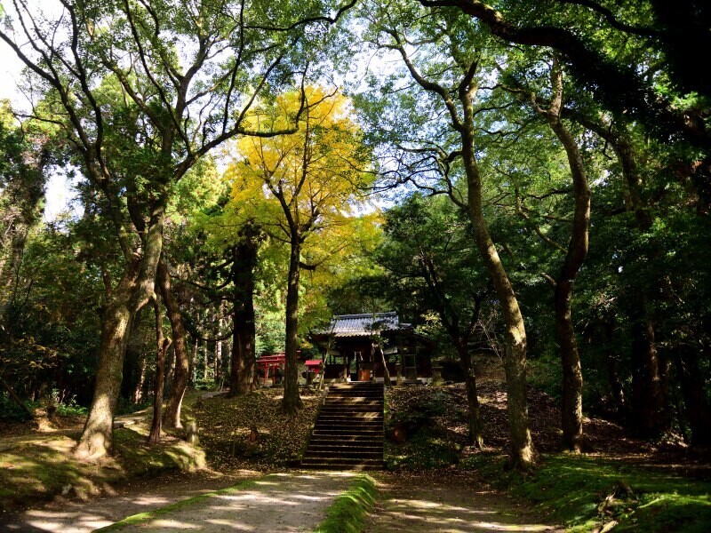 南方神社のイチョウ